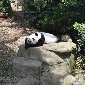 Giant Panda ~ Singapore River Wonders