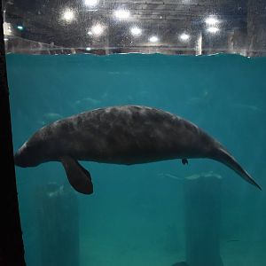 West Indian Manatee ~ Singapore River Wonders