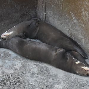 Giant Otters ~ Singapore River Wonders
