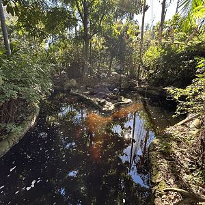 Southern Screamer Exhibit