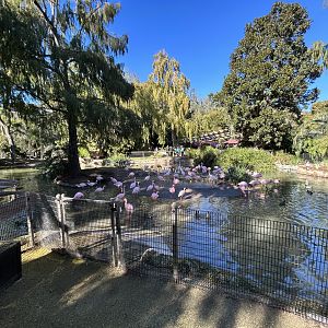 Chilean Flamingo Exhibit