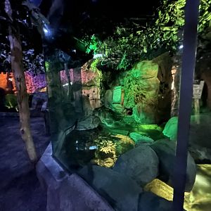 Platypus Exhibit - Walkabout Australia