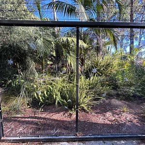 Matschie’s Tree Kangaroo Exhibit - Walkabout Australia