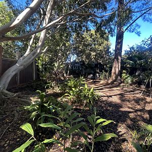 Southern Cassowary Exhibit #1 - Walkabout Australia
