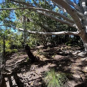 Southern Cassowary Exhibit #2 - Walkabout Australia