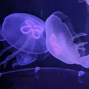 Moon Jelly