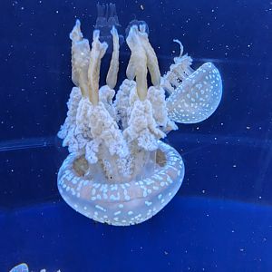 Spotted lagoon Jellyfish
