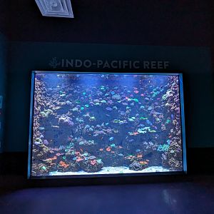 Indo-Pacific Reef tank