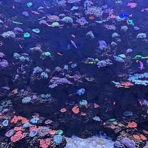 Indo-Pacific Reef tank