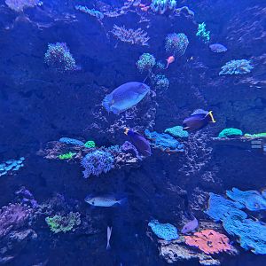 Indo-Pacific Reef tank