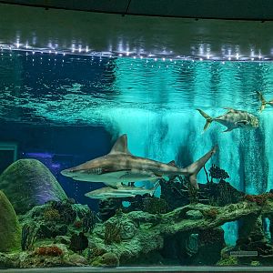Sharks tank - Sandbar shark