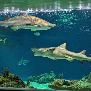 Sharks tank - sand tiger and lemon sharks