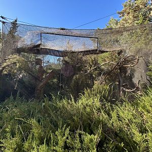 Thick-billed Parrot Aviary - Condor Ridge