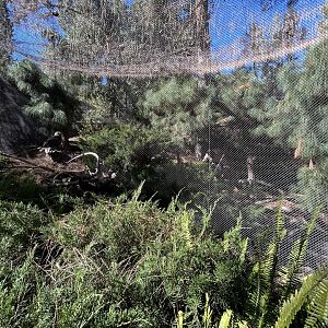 Bald Eagle Aviary - Condor Ridge