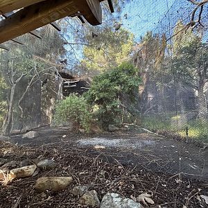 Toco Toucan Aviary - Condor Ridge