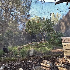 Guianan Toucanet & Grey-winged Trumpeter Aviary - Condor Ridge