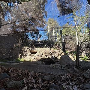 Burrowing Owl & San Clemente Loggerhead Shrike Aviary - Condor Ridge