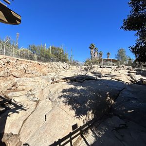 Desert Bighorn Sheep Exhibit - Condor Ridge