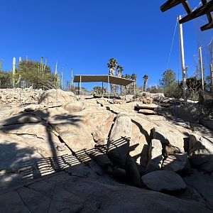 Desert Bighorn Sheep Exhibit - Condor Ridge