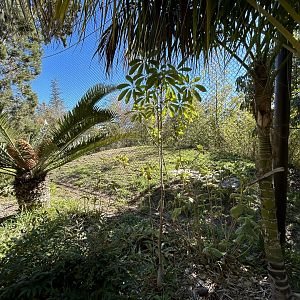 Sumatran Tiger Exhibit #3 - Tiger Trail