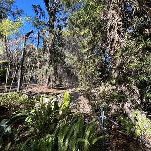 Sumatran Tiger Exhibit #2 - Tiger Trail