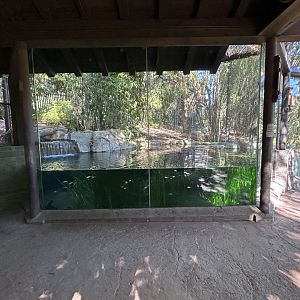 Sumatran Tiger Exhibit #2 - Tiger Trail