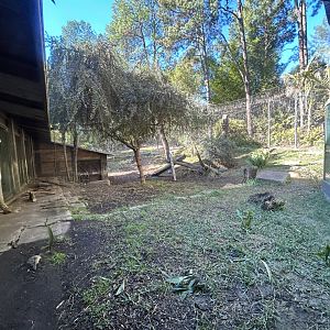 Sumatran Tiger Exhibit #1 - Tiger Trail