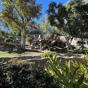 Western Lowland Gorilla Exhibit