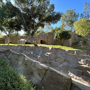 Western Lowland Gorilla Exhibit