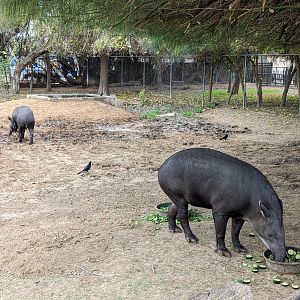 Original Zoo - South American Tapir