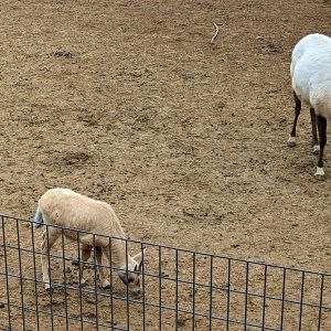 Original Zoo - Arabian Oryx with calf