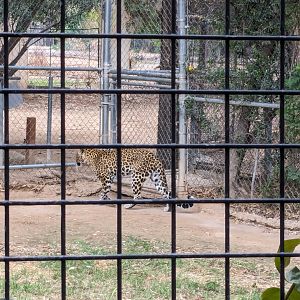 Original Zoo - "African" Leopard