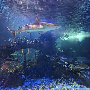 Predators Building - Aquarium (sharks and reef)