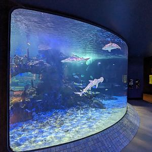 Predators Building - Aquarium (sharks and reef)