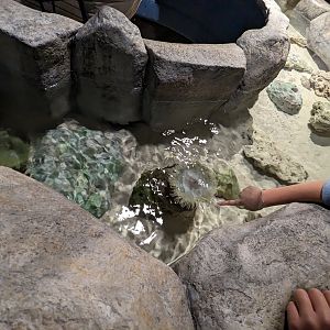 Diversity of life in water Building