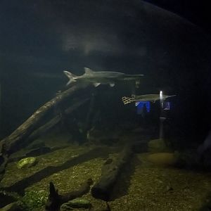 Diversity of life in water Building