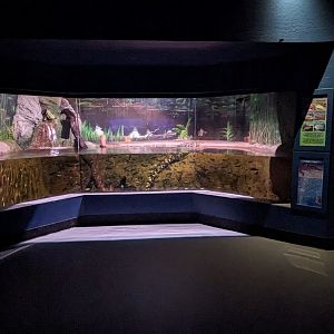 Diversity of life in water Building - Nile crocodile