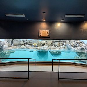 The Wild and the Wonderful Building - African penguins