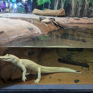 Predators Building - white American alligator