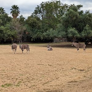 Safari Park -  Beisa