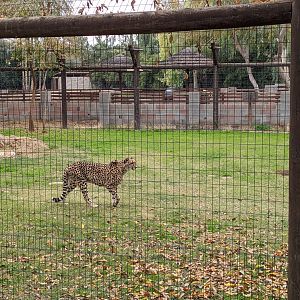 Safari Park - Cheetah