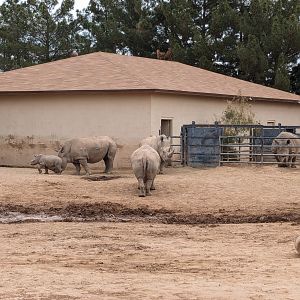 Safari Park - white rhino (with calf)
