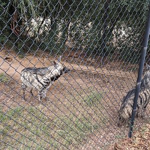 Safari Park - Striped hyena