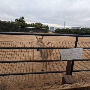 Safari Park - Onager