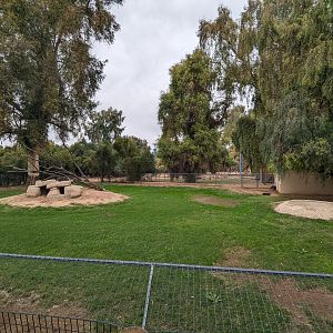 Original Zoo - Giant anteater