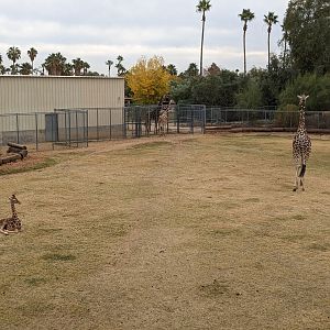 Safari Park/Original Zoo - Giraffe with calf