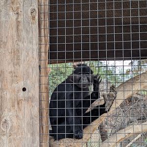 Original Zoo - Black Mangabey