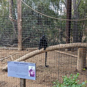Original Zoo - Black Mangabey