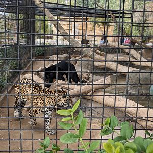 Original Zoo - Jaguars