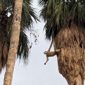 Original Zoo - spider monkey